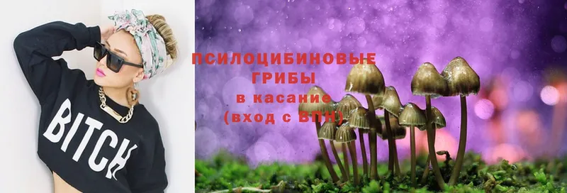 где купить   Заинск  Псилоцибиновые грибы Cubensis 